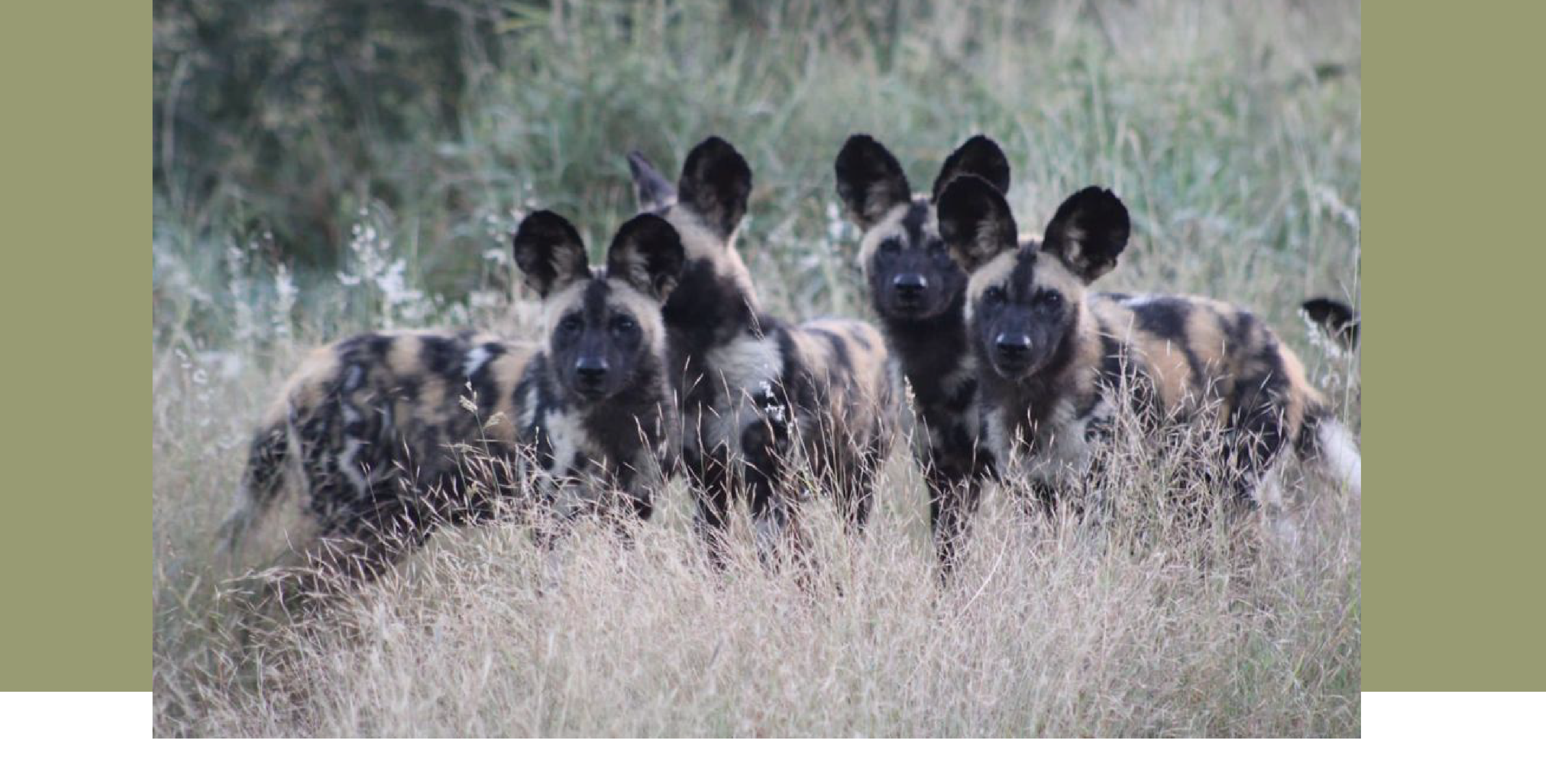 Closeup sightings of Wild Dogs this last month at Bayete Zulu